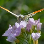 Leuchtendes Orange .....