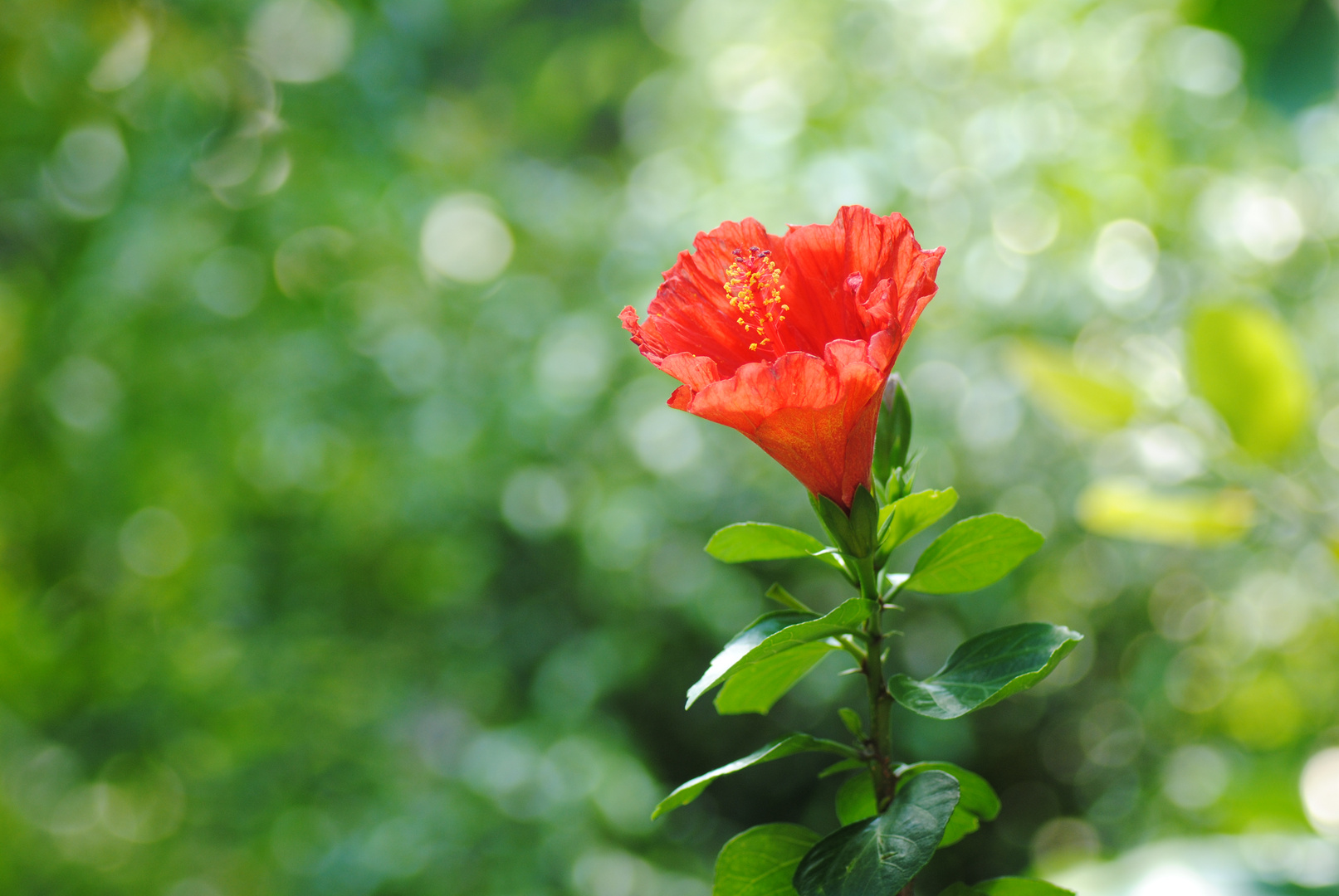 Leuchtendes Orange