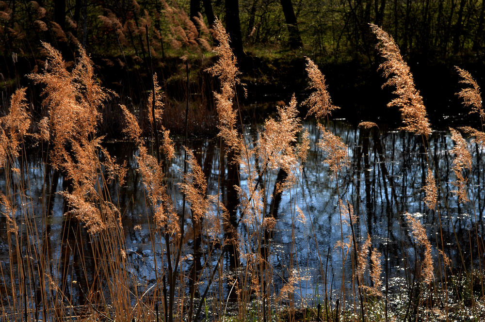 Leuchtendes Ostergras am Wasser