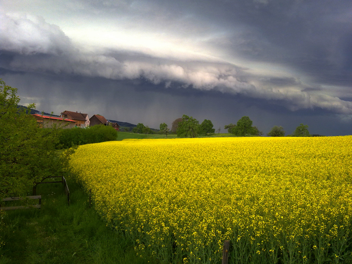 Leuchtendes Rapsfeld