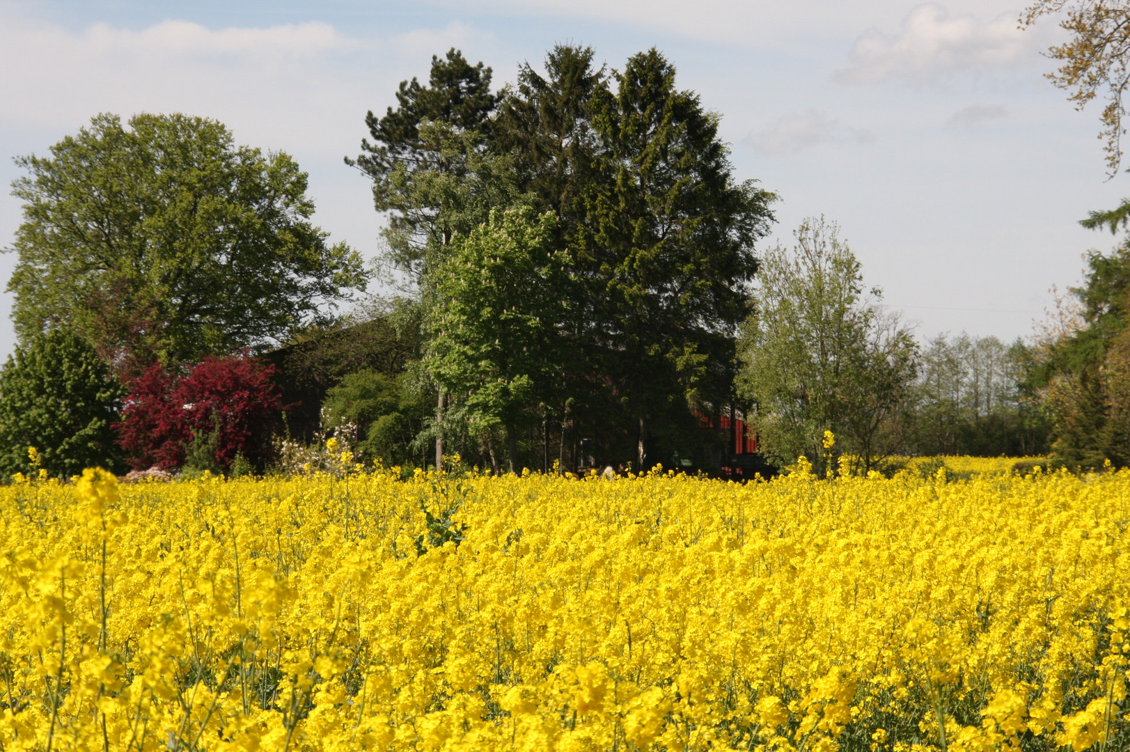 Leuchtendes Rapsfeld