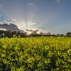 Leuchtendes Rapsfeld in der Abendsonne