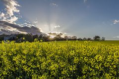 Leuchtendes Rapsfeld in der Abendsonne