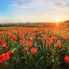 Leuchtendes Rheintal - Eifelmohn