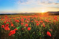 Leuchtendes Rheintal - Eifelmohn