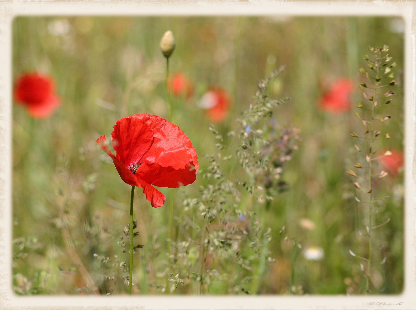 leuchtendes Rot