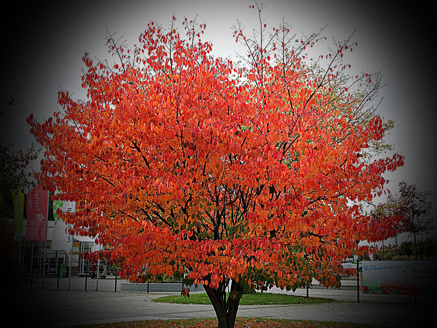 leuchtendes Rot