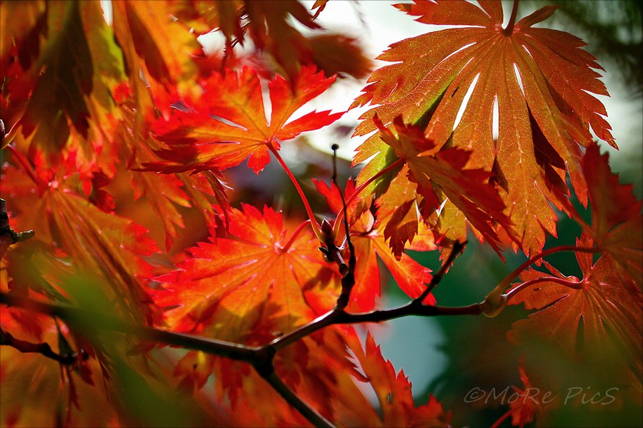 Leuchtendes Rot