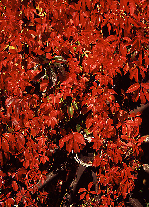 Leuchtendes Rot von Willi Schmitz