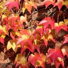 leuchtendes Rot im Herbst 