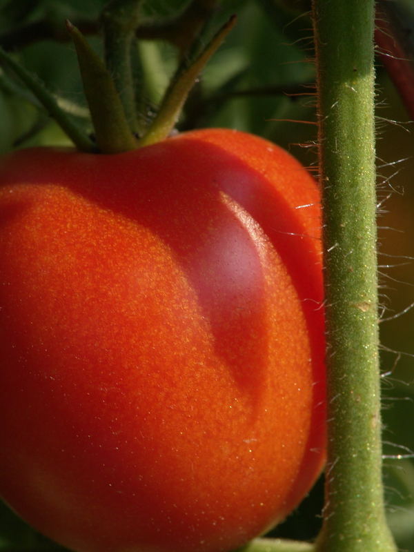 Leuchtendes Rot in meinem Garten