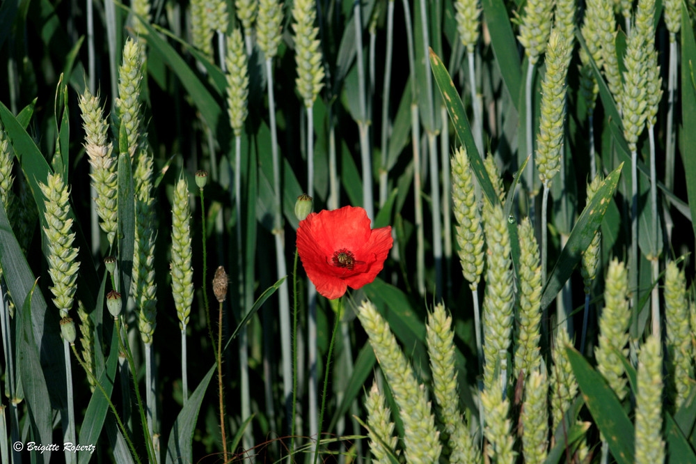 Leuchtendes Rot in reifendem Korn