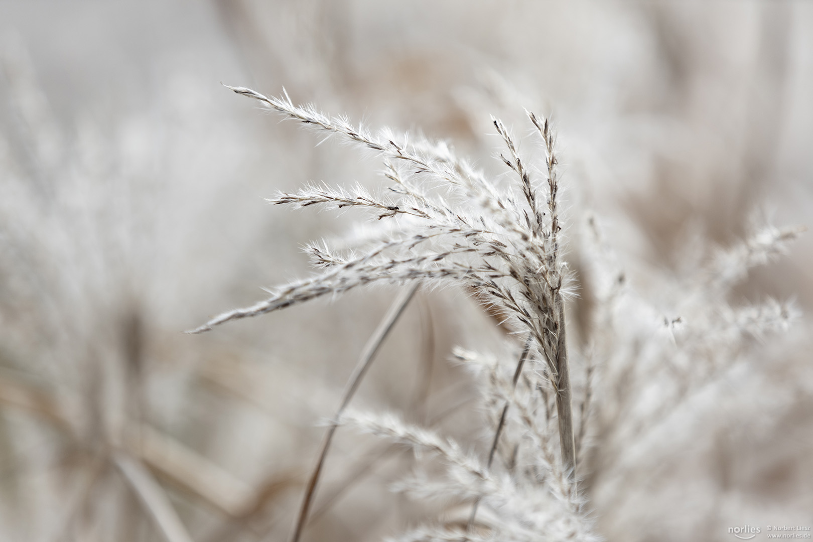 Leuchtendes Schilfgras