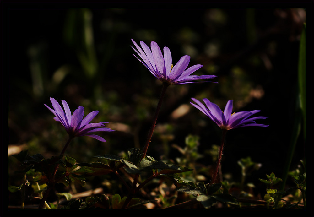 Leuchtendes Violett ...