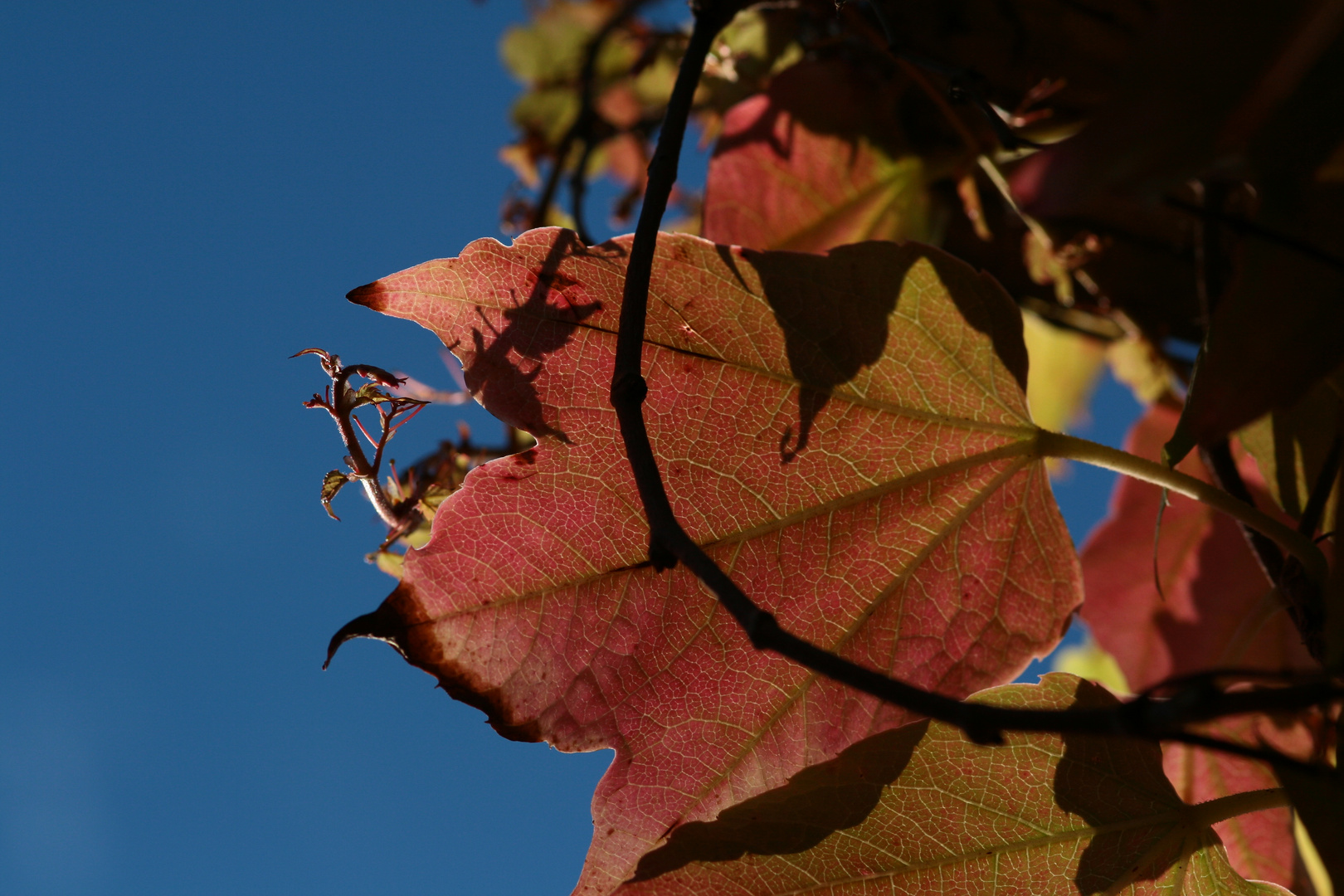 leuchtendes Weinlaub