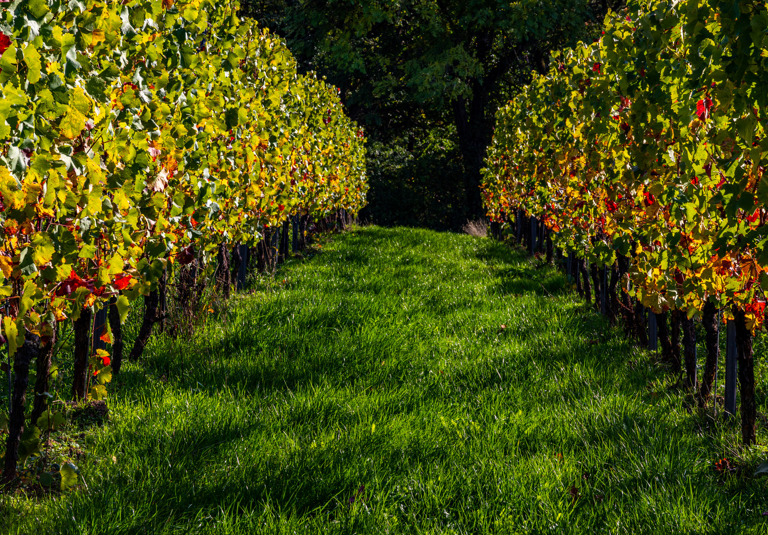 Leuchtendes Weinlaub