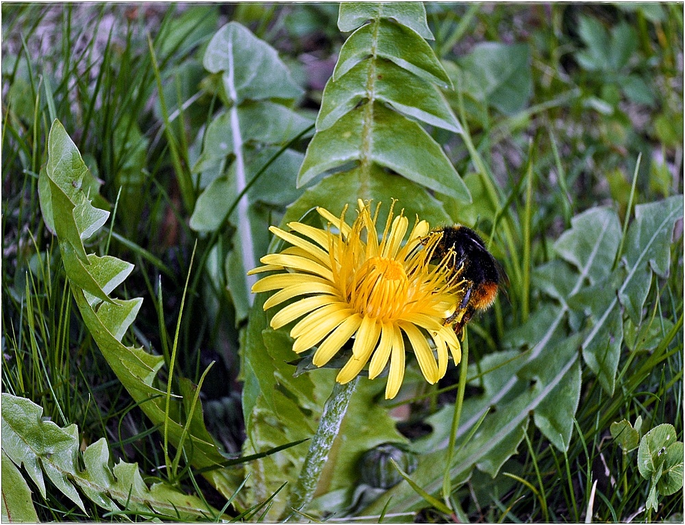 leuchtendes Wiesengold