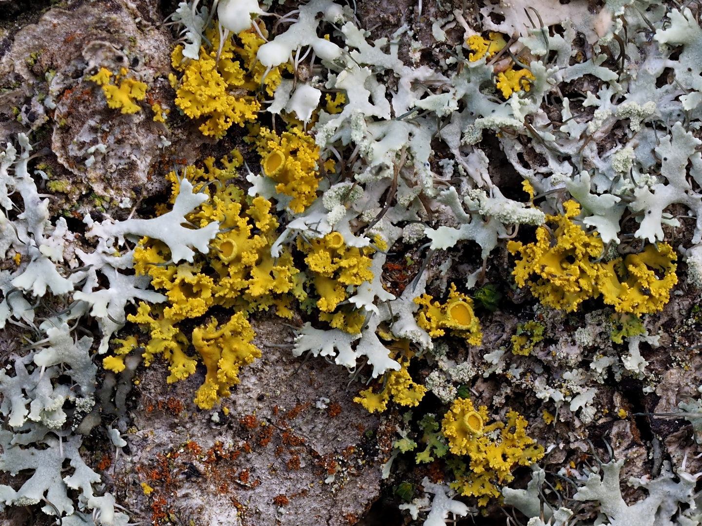 Leuchter-Gelbflechte (Polycauliona candelaria)