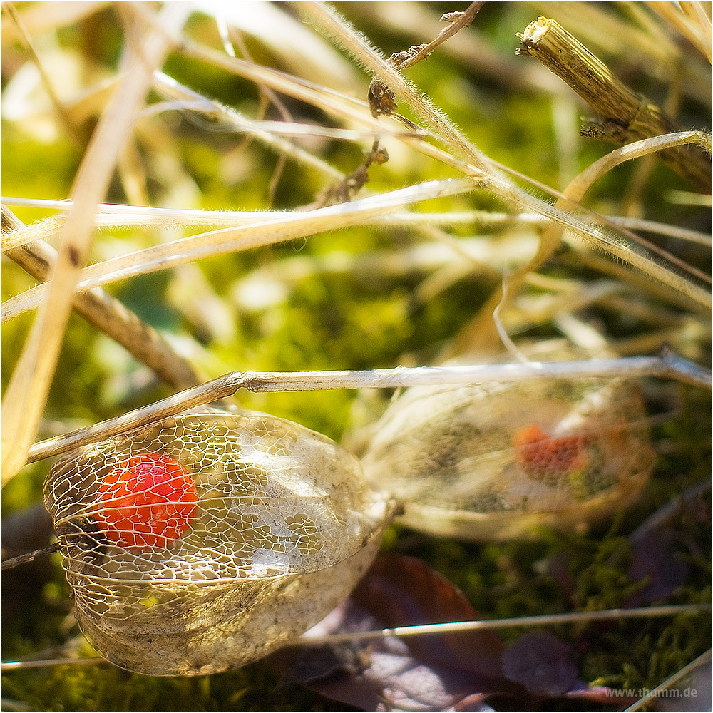 Leuchter im Frühjahr