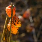 Leuchter im Herbst