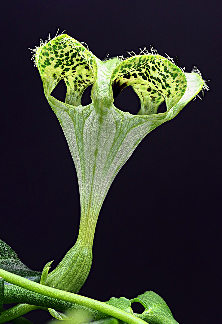 Leuchterblume - ceropegia sandersonii