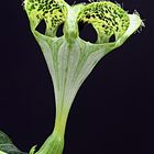 Leuchterblume - ceropegia sandersonii
