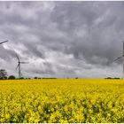 leuchtet sogar bei Schietwetter