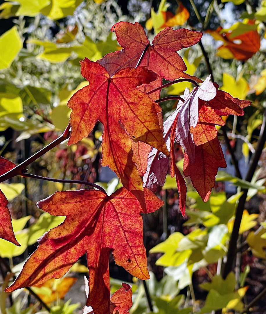 Leuchtfarben im Herbst