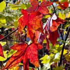 Leuchtfarben im Herbst