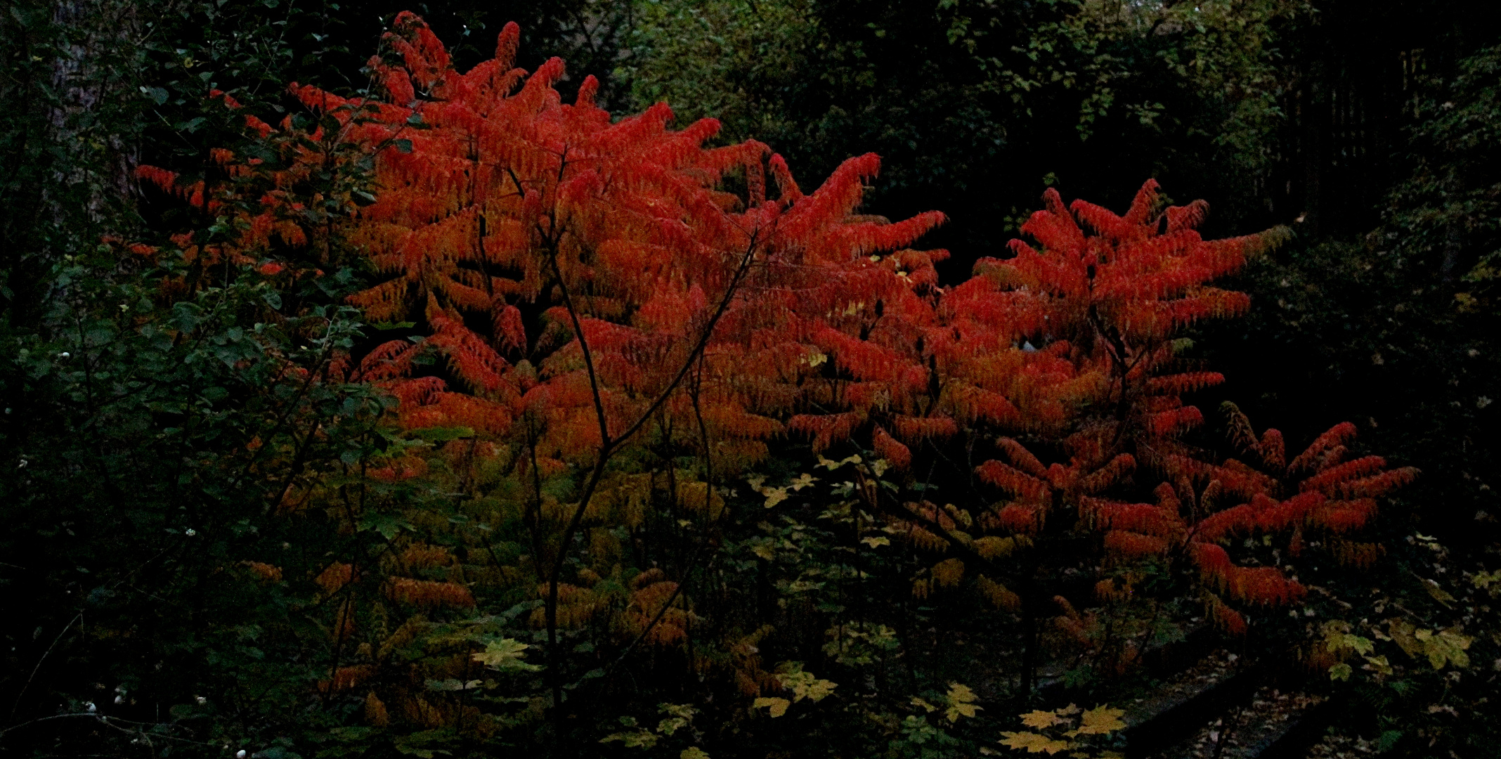 Leuchtfeuer am frühen Morgen im Garten