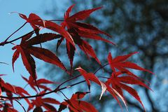 Leuchtfeuer im Herbst