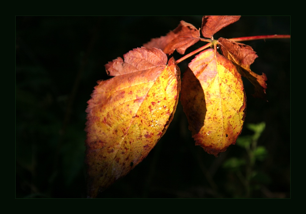 Leuchtflecken im Wald