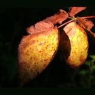 Leuchtflecken im Wald