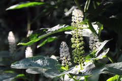 Leuchtkerzen (Phytolacca = Kermesbeere)