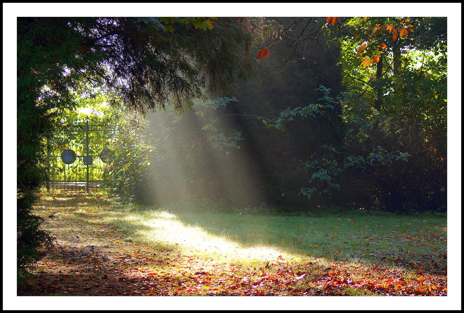 Leuchtkraft im Park..