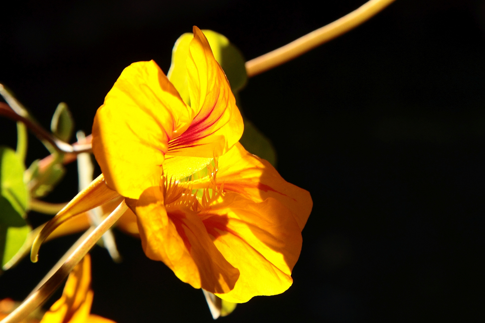 "Leuchtkresse im Sonnenschein"