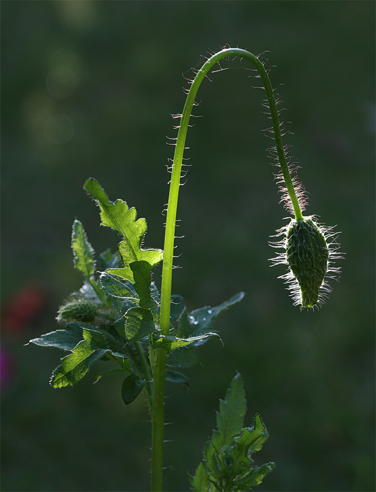 Leuchtmohn