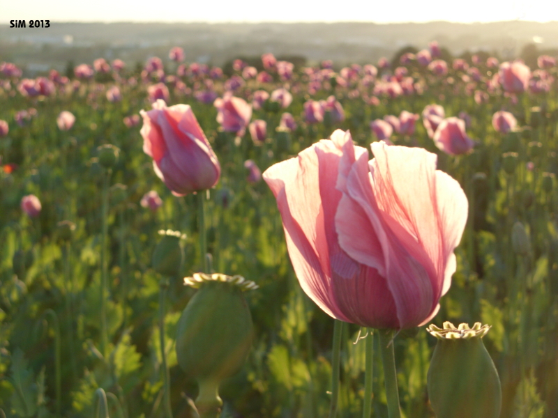 Leuchtmohn