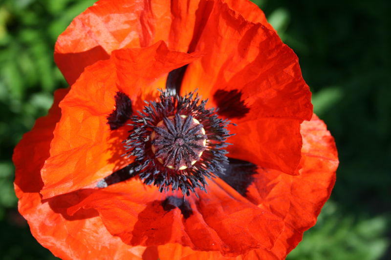 Leuchtmohn