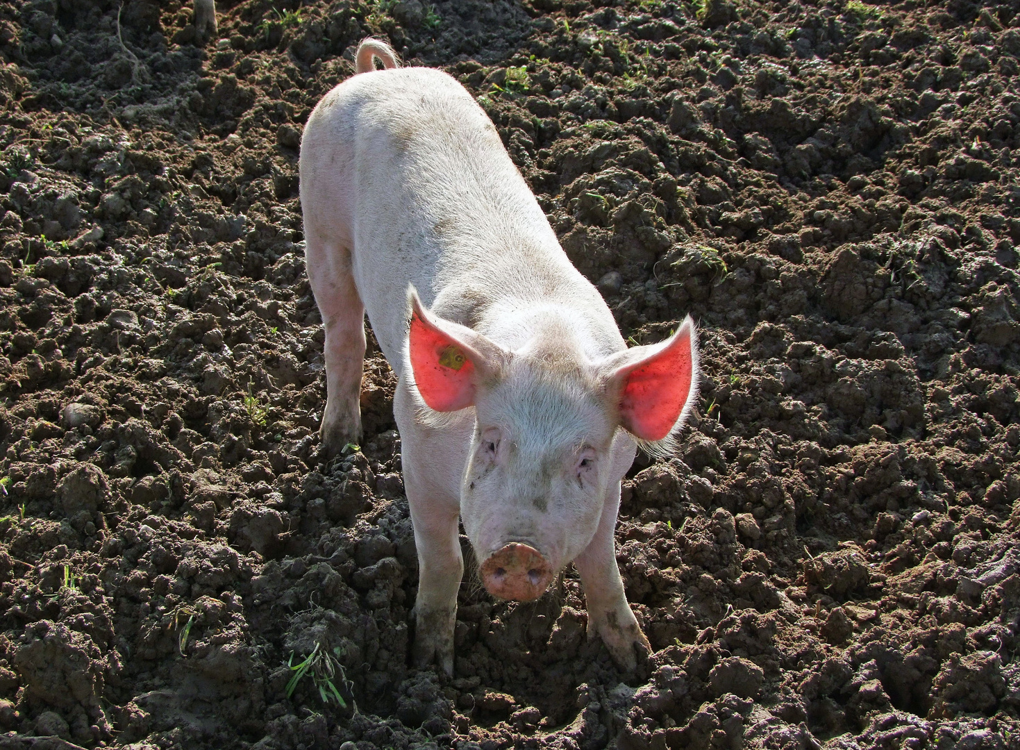 Leuchtohrenschwein