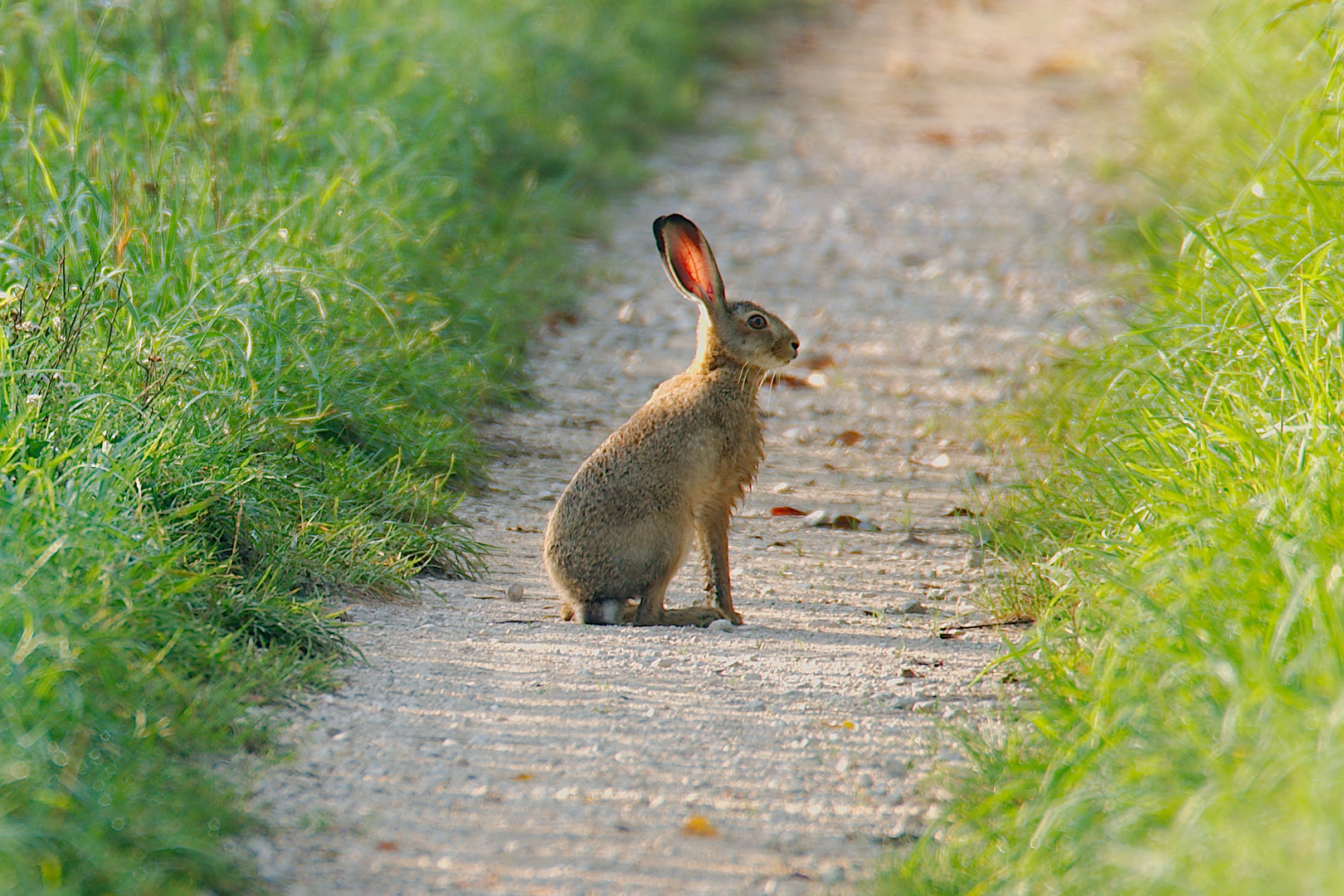 Leuchtohrhase