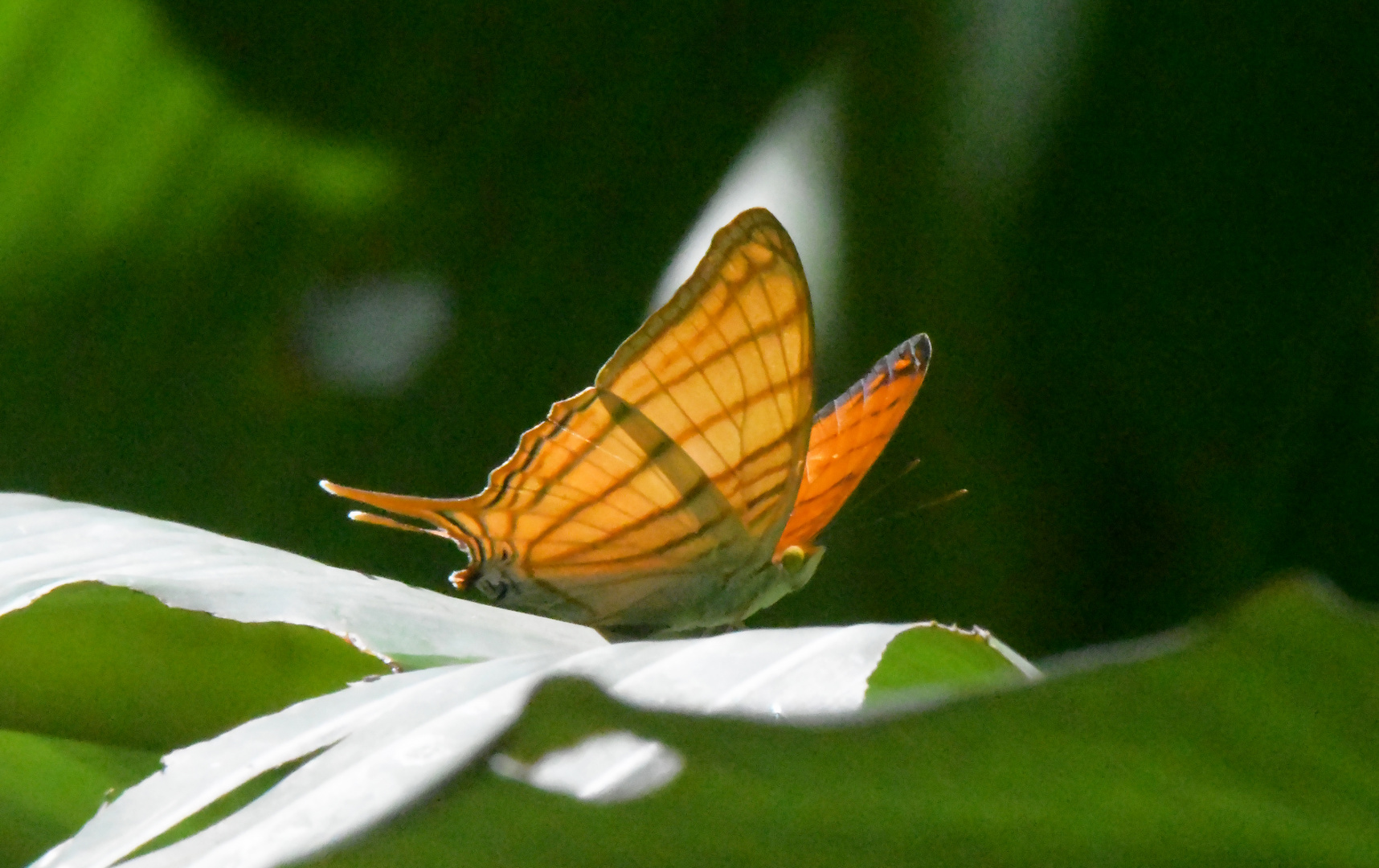 Leuchtorange im Regenwald