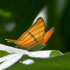 Leuchtorange im Regenwald