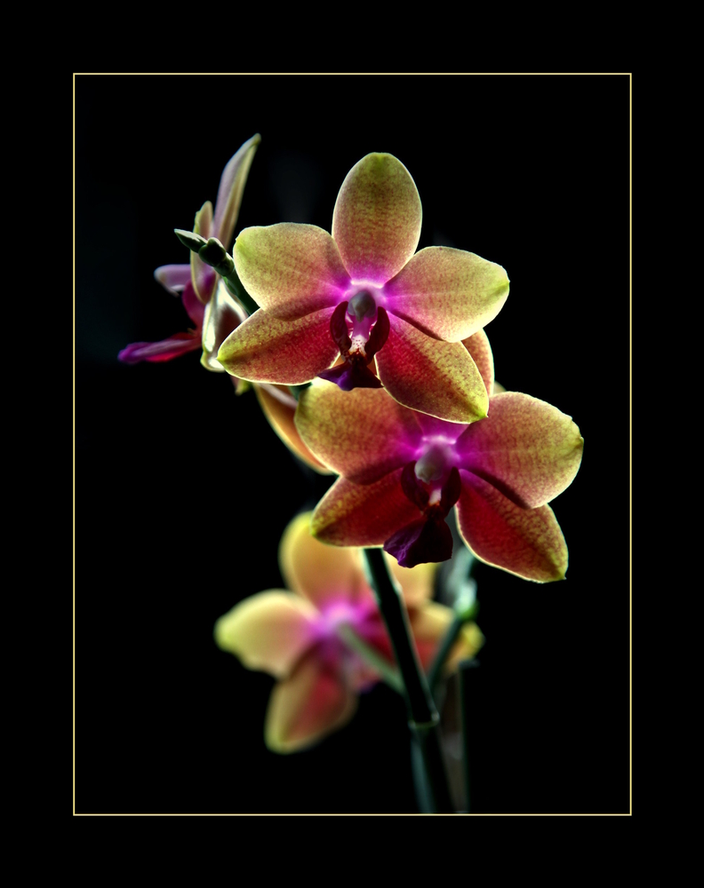 Leuchtorchidee