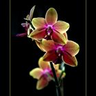 Leuchtorchidee
