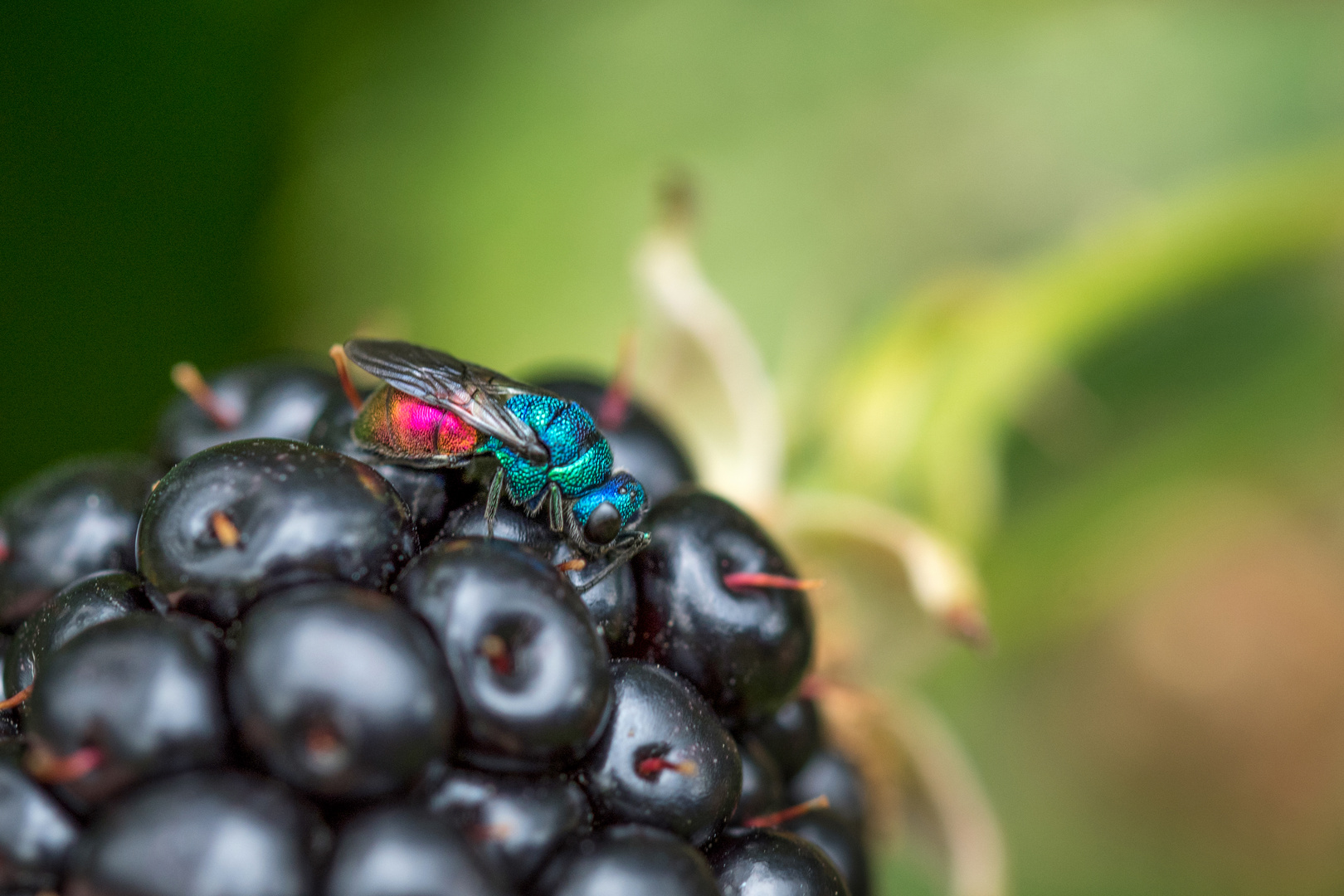 Leuchtpracht in meinem Garten /Feuer-Goldwespe (Chrysis Ignita)