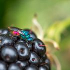 Leuchtpracht in meinem Garten /Feuer-Goldwespe (Chrysis Ignita)