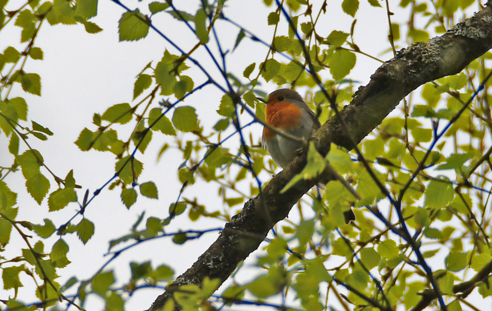 Leuchtpünktchen im Wald