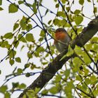 Leuchtpünktchen im Wald