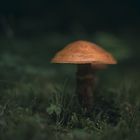 Leuchtschirm im Wald